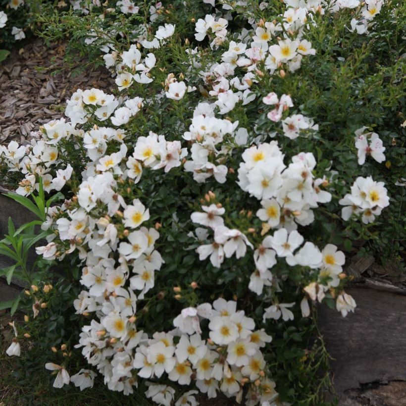 Rosa polyantha Rose du Soleil - Polyantha-Rose (Blüte)