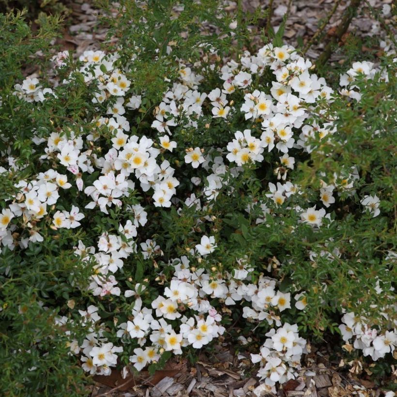 Rosa polyantha Rose du Soleil - Polyantha-Rose (Hafen)