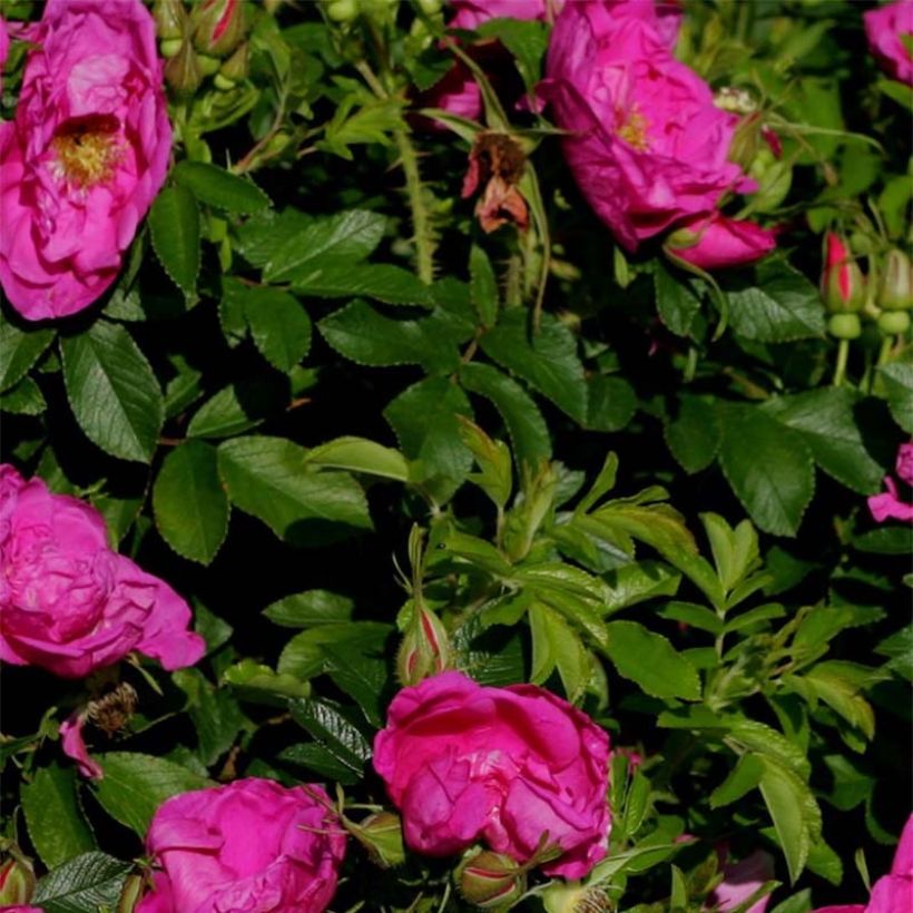 Rosa rugosa SAVORANOVA Smart Uhlrutida - Apfelrose (Laub)