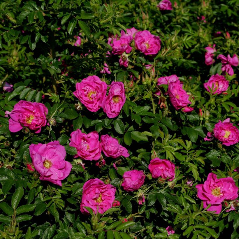 Rosa rugosa SAVORANOVA Smart Uhlrutida - Apfelrose (Blüte)