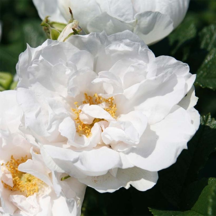 Rosa rugosa SAVORANOVA White Uhlsylt - Apfelrose (Blüte)