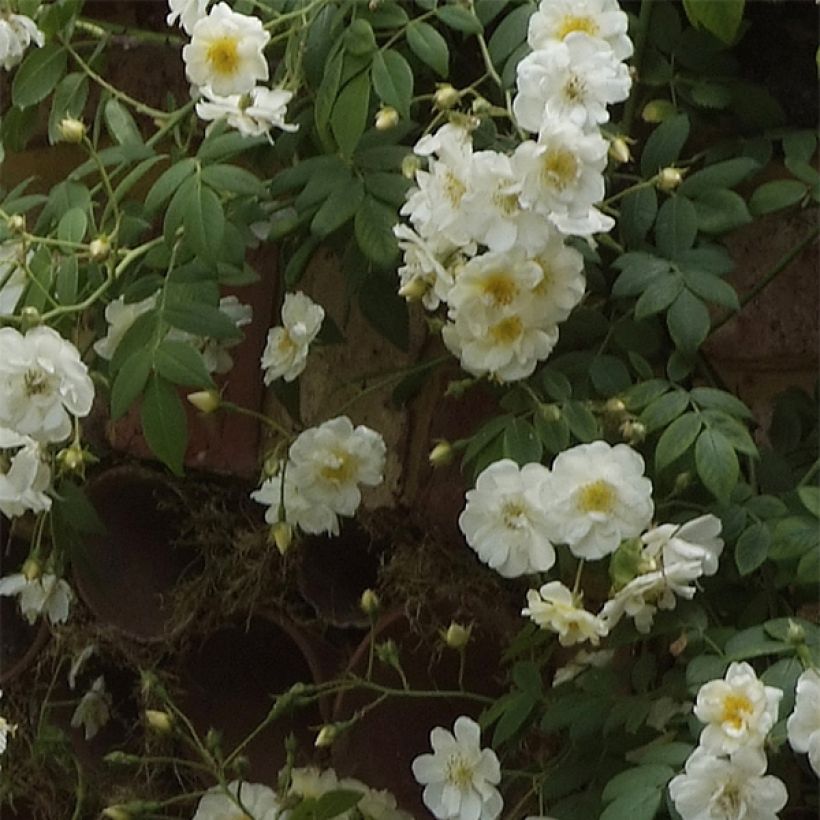 Rosa wichuraiana Sander's White Rambler - Rambler-Rose (Blüte)