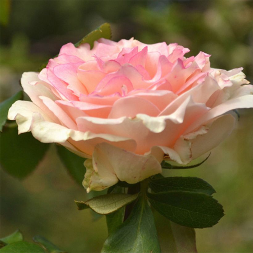 Rosa Souvenir de Baden-Baden - Edelrose (Blüte)