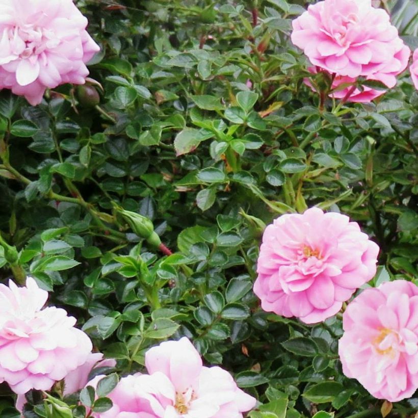 Rosa polyantha Sweet Knirps - Polyantha-Rose (Laub)