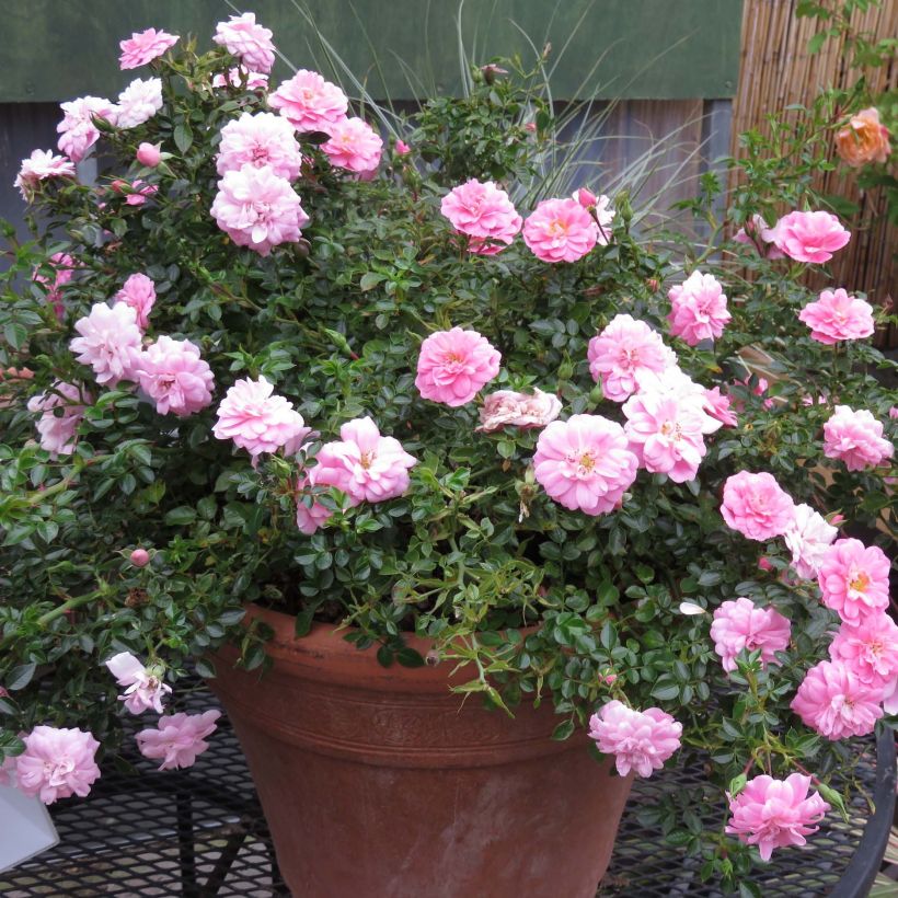 Rosa polyantha Sweet Knirps - Polyantha-Rose (Hafen)