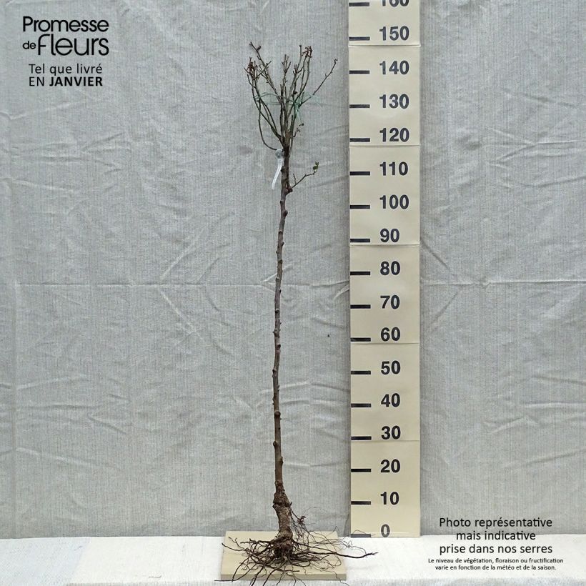 Exemplar von Stammrose David Austin Gabriel Oak WurzelnacktGelieferte Höhe ca. 80/120cm wie im Winter geliefert