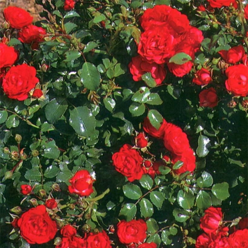 Rosa polyantha Gärtnerfreude (Toscana) - Polyantha-Rose (Laub)