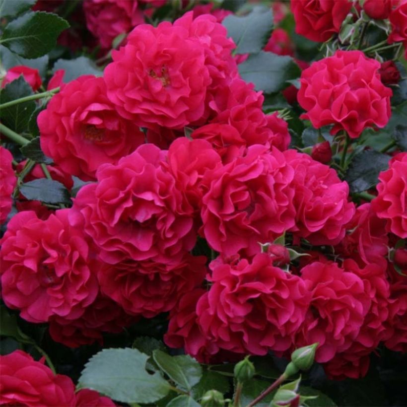 Rosa polyantha Gärtnerfreude (Toscana) - Polyantha-Rose (Blüte)