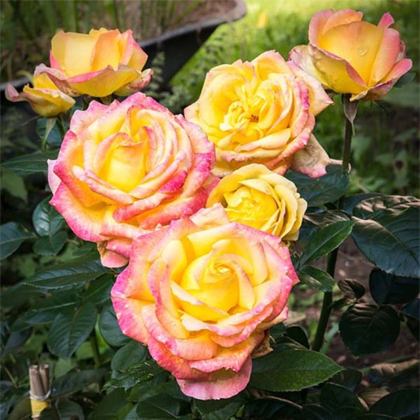 Rosa Oriental Peace - Edelrose (Blüte)