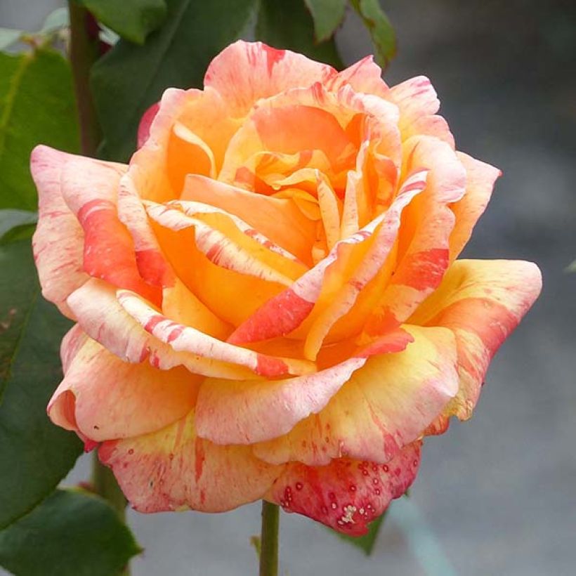 Rosa André Willemse - Edelrose (Blüte)