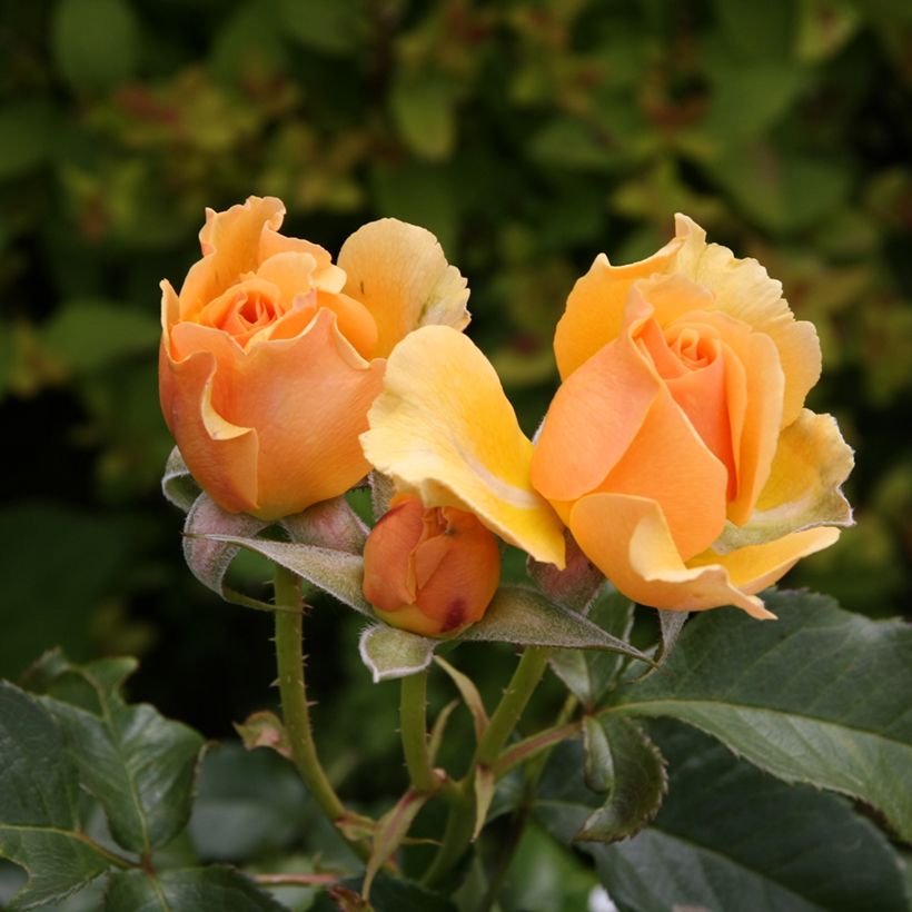 Rosa Amber Queen - Beetrose (Blüte)