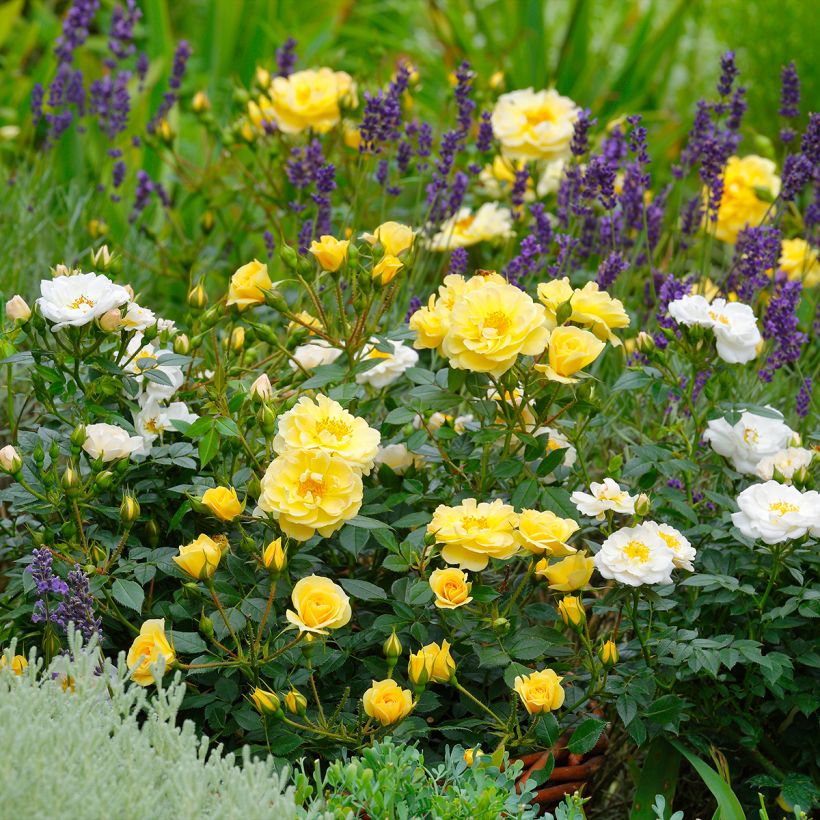 Rosa polyantha Bees Paradise Gelb - Polyantha-Rose (Hafen)