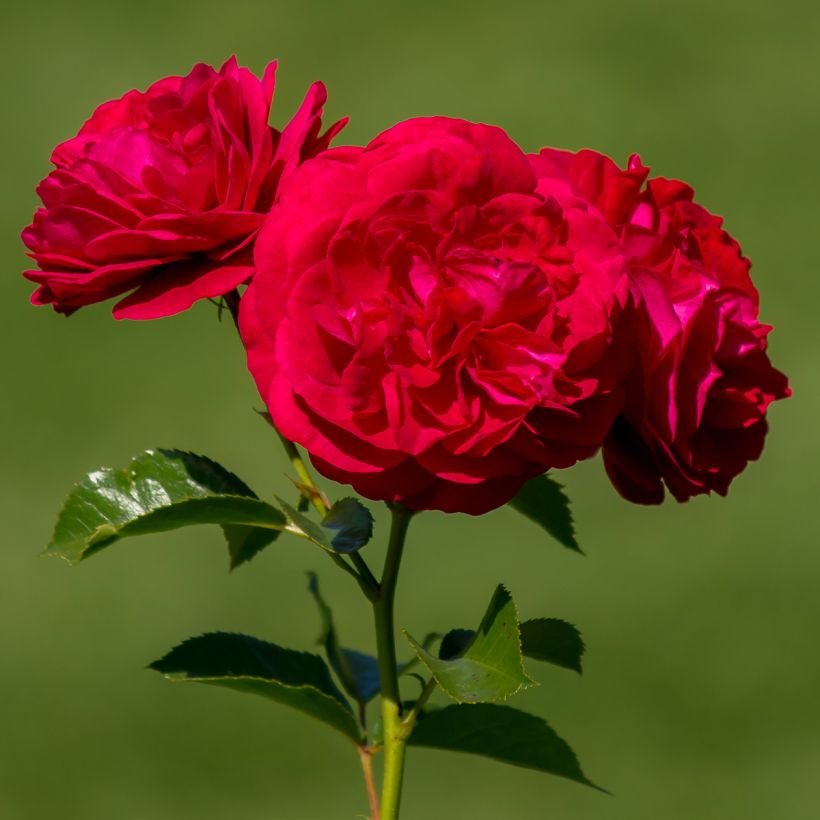 Rosa Bordeaux 'Korelamba' - Beetrose (Blüte)