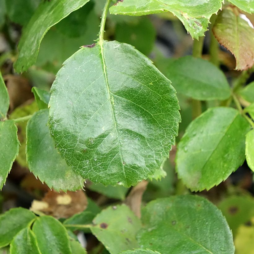 Rosa Bordeaux 'Korelamba' - Beetrose (Laub)