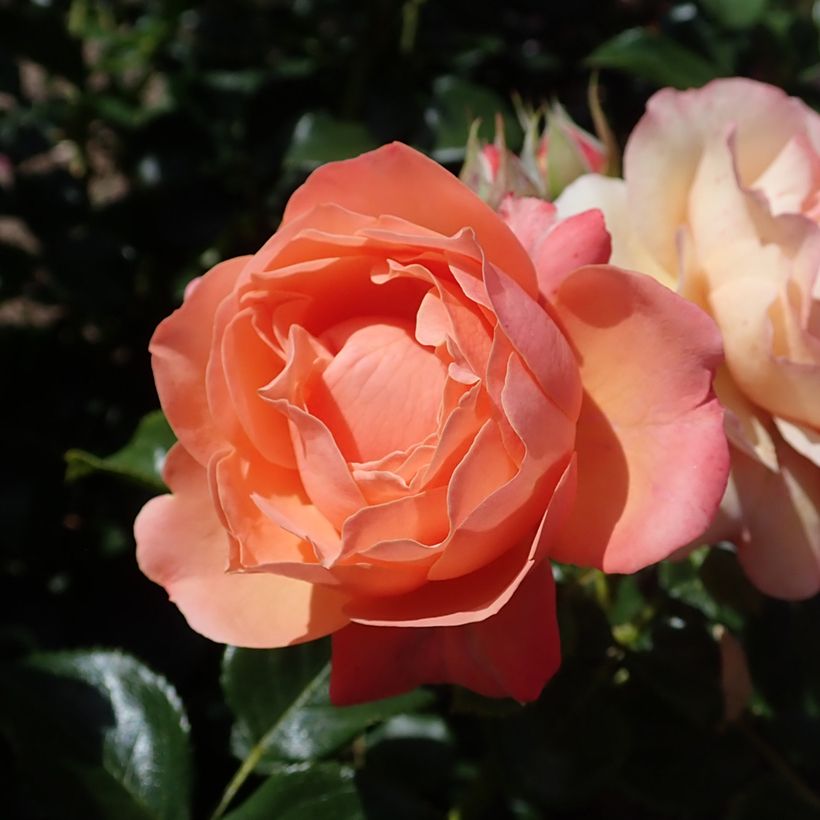 Rosa Fantasia Coral Lions-Rose - Beetrose (Blüte)