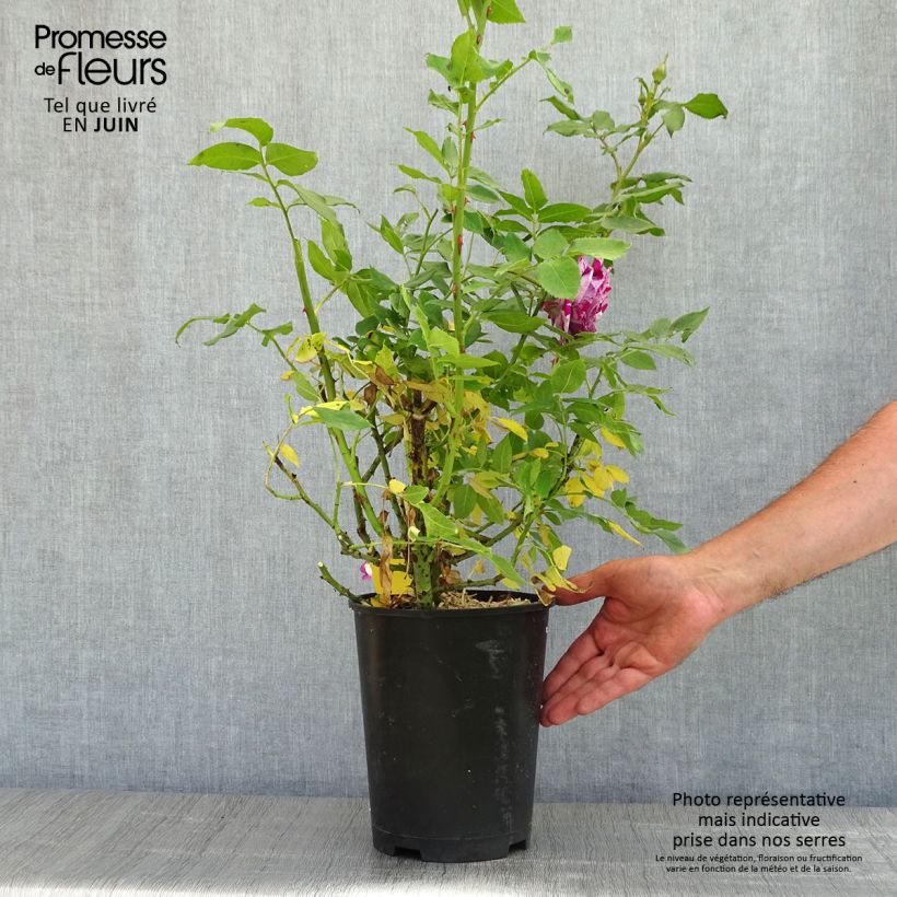 Exemplar von Rosier à fleurs groupées Fizzy Lady - Pot de 4L/5L wie im Frühjahr geliefert