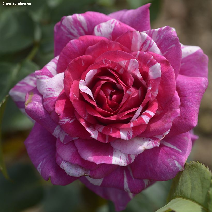 Rosa Fizzy Lady - Beetrose (Blüte)