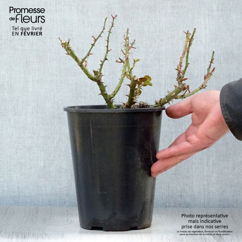 Exemplar von Rosier à fleurs groupées François Mauriac en pot de 4L/5L wie im Winter geliefert