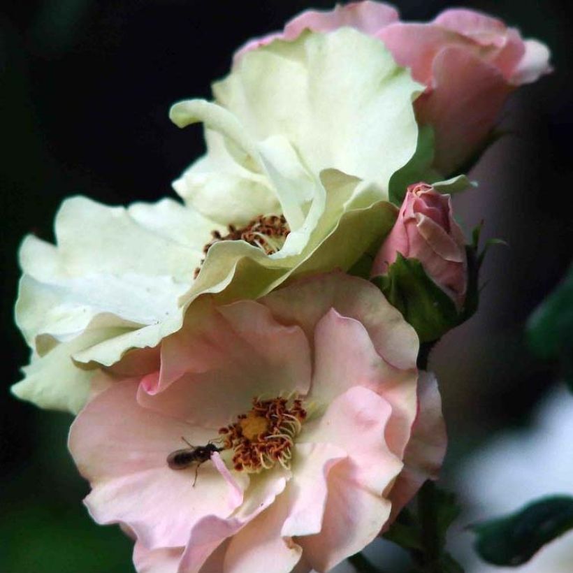 Rosa Greensleeves 'Harlenten' - Beetrose (Blüte)