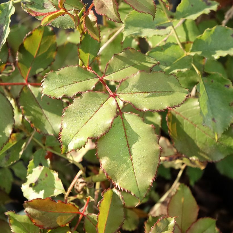 Rosa Hedge Charmers - Beetrose (Laub)