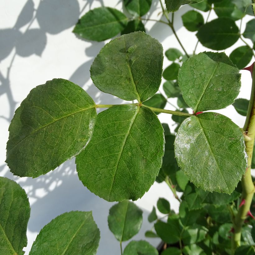 Rosa La Sevillana Meigekanu - Beetrose (Laub)