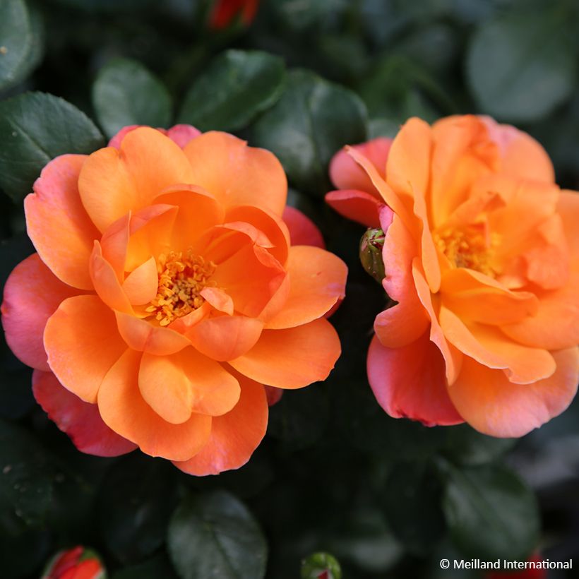 Beetrose Sugar Candy Rose (Blüte)