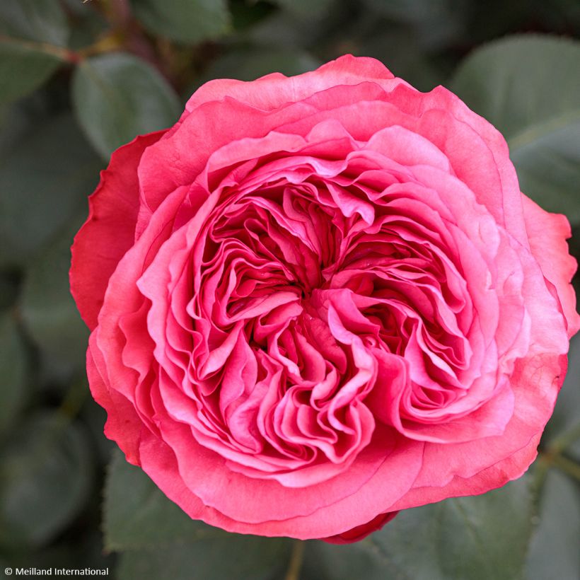 Rosa Audrey Fleurot - Edelrose (Blüte)