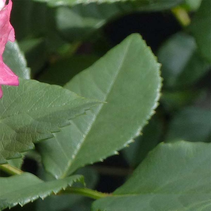 Rosa Augusta Luise - Edelrose (Laub)