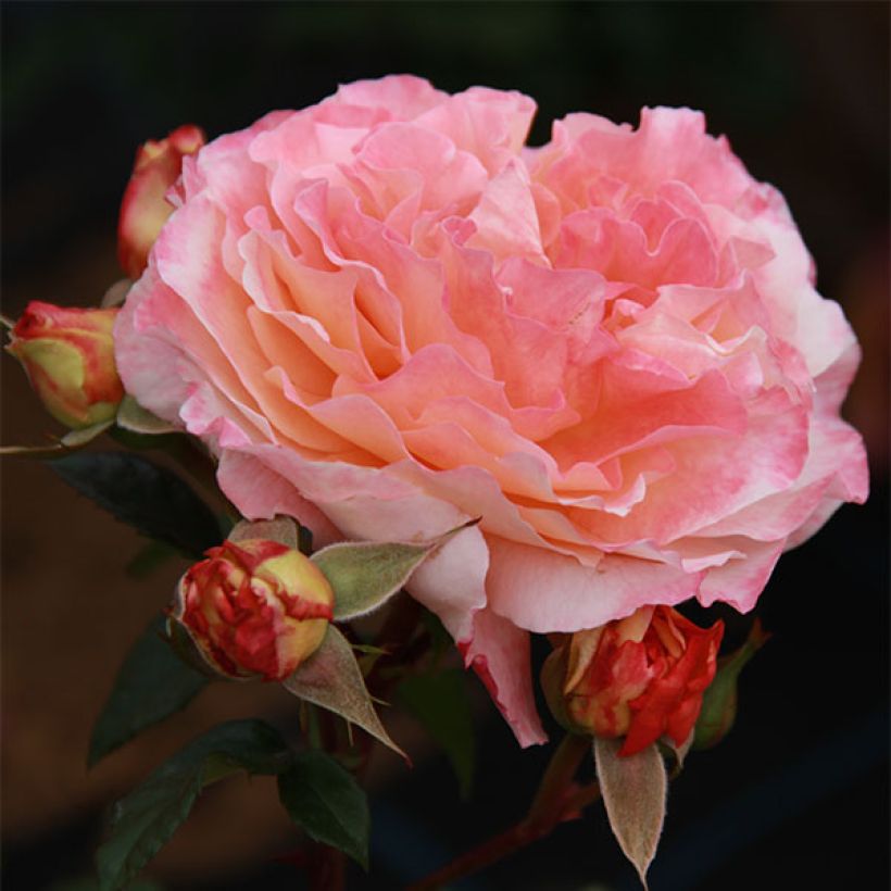 Rosa Augusta Luise - Edelrose (Blüte)