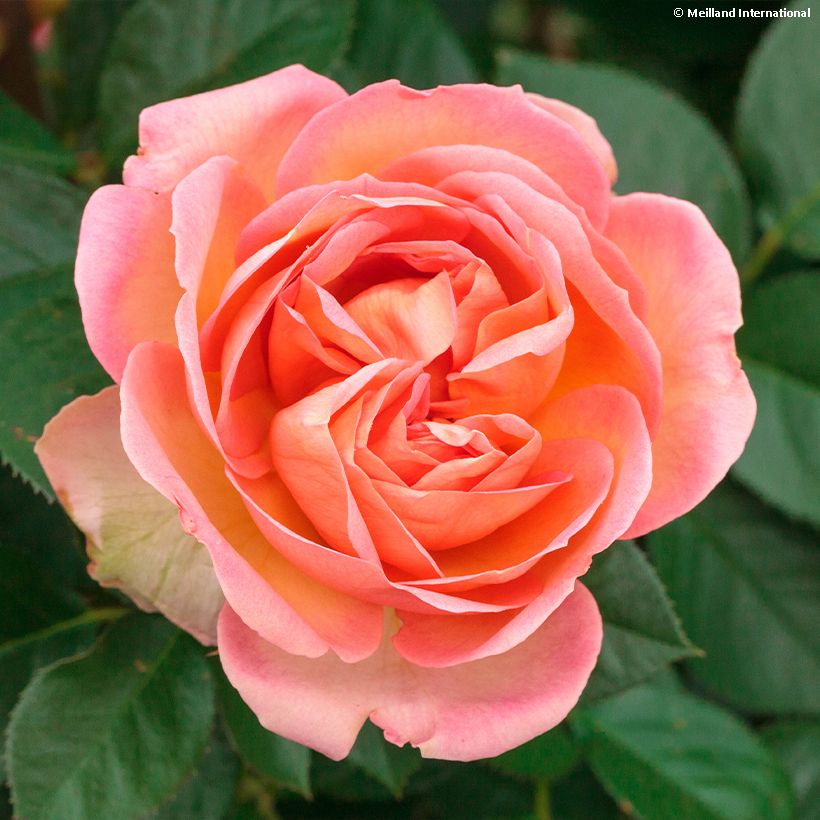 Rosa Auguste Escoffier - Edelrose (Blüte)