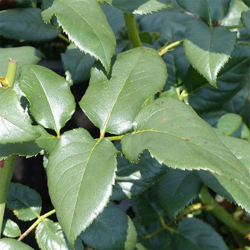 Rosa Black Baccara - Edelrose (Laub)