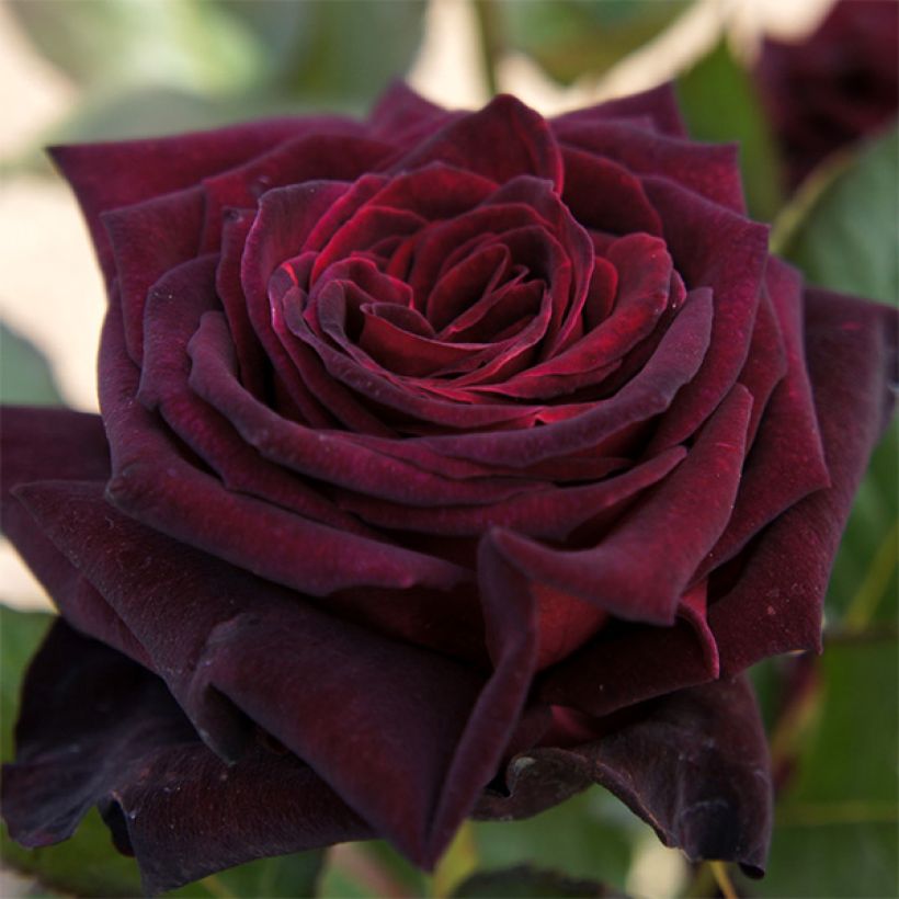 Rosa Black Baccara - Edelrose (Blüte)