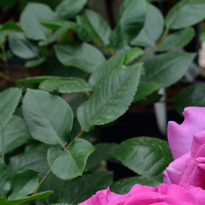 Rosa Chartreuse de Parme - Edelrose (Laub)