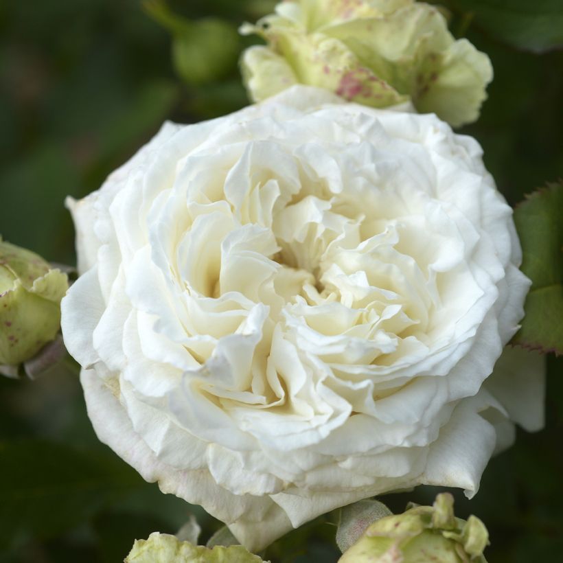 Rosa Crémet d'Anjou - Edelrose (Blüte)