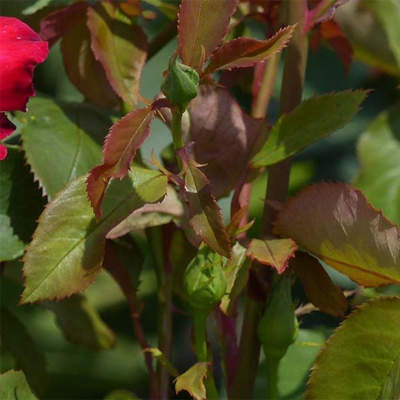 Rosa Double Delight - Edelrose (Laub)