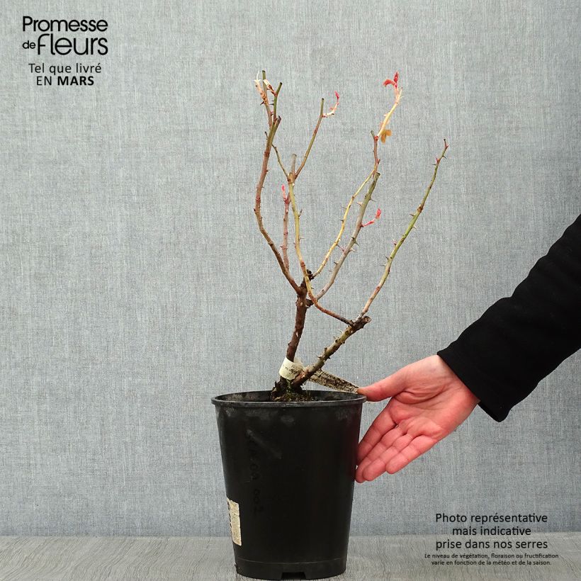 Exemplar von Rosier à grandes fleurs Eriko Takeda en pot de 4L wie im Winter geliefert