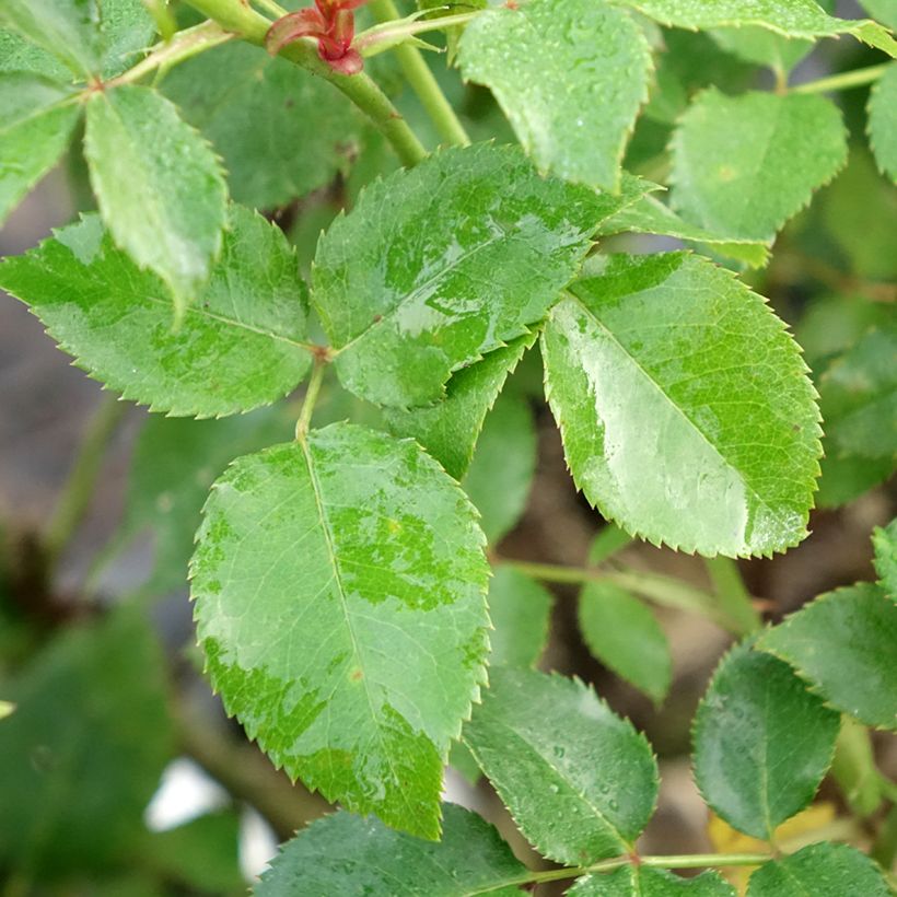 Rosa Espoir d'Anjou - Edelrose (Laub)