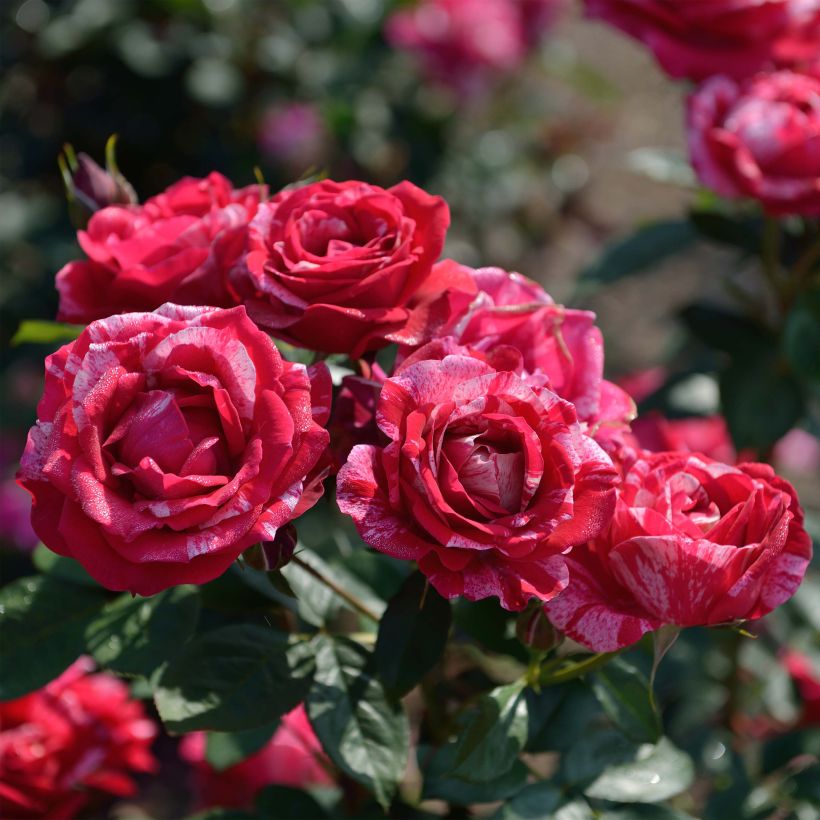 Rosa Henri Matisse - Edelrose (Blüte)