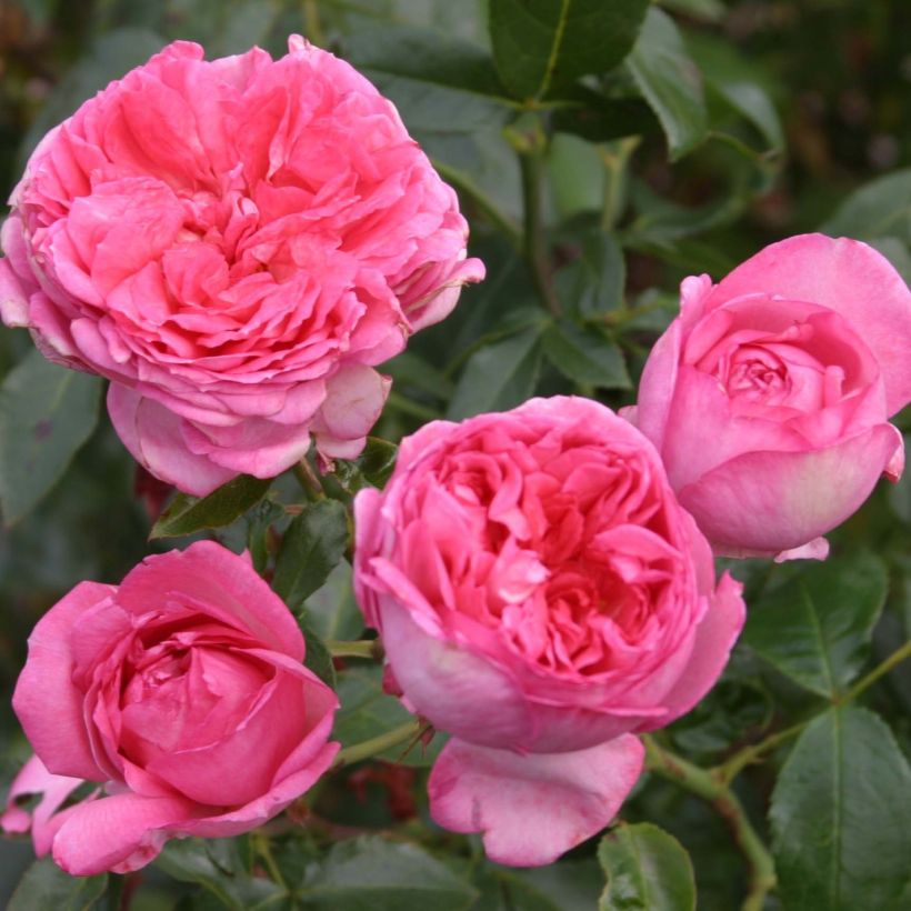 Rosa La Rose de Molinard - Edelrose (Blüte)