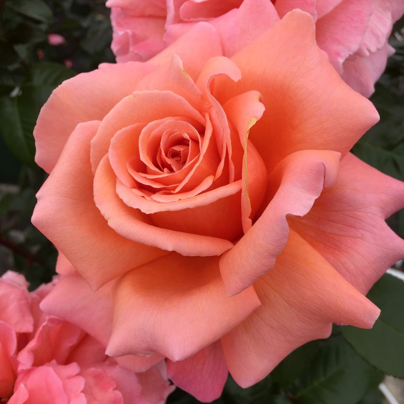 Rosa Parfum de Loire - Edelrose (Blüte)