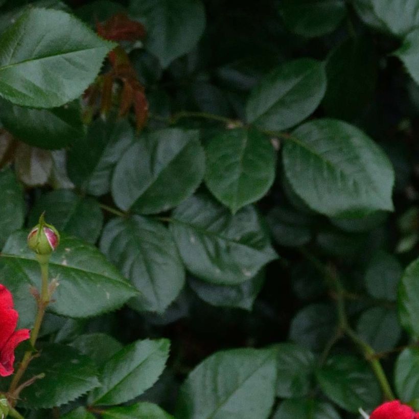 Rosa République de Montmartre - Edelrose (Laub)