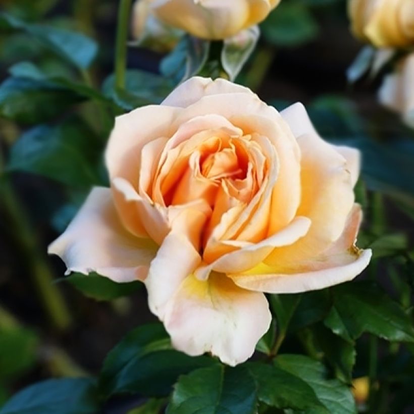 Rosa Anahe - Moderne Hybrid-Teerose (Blüte)