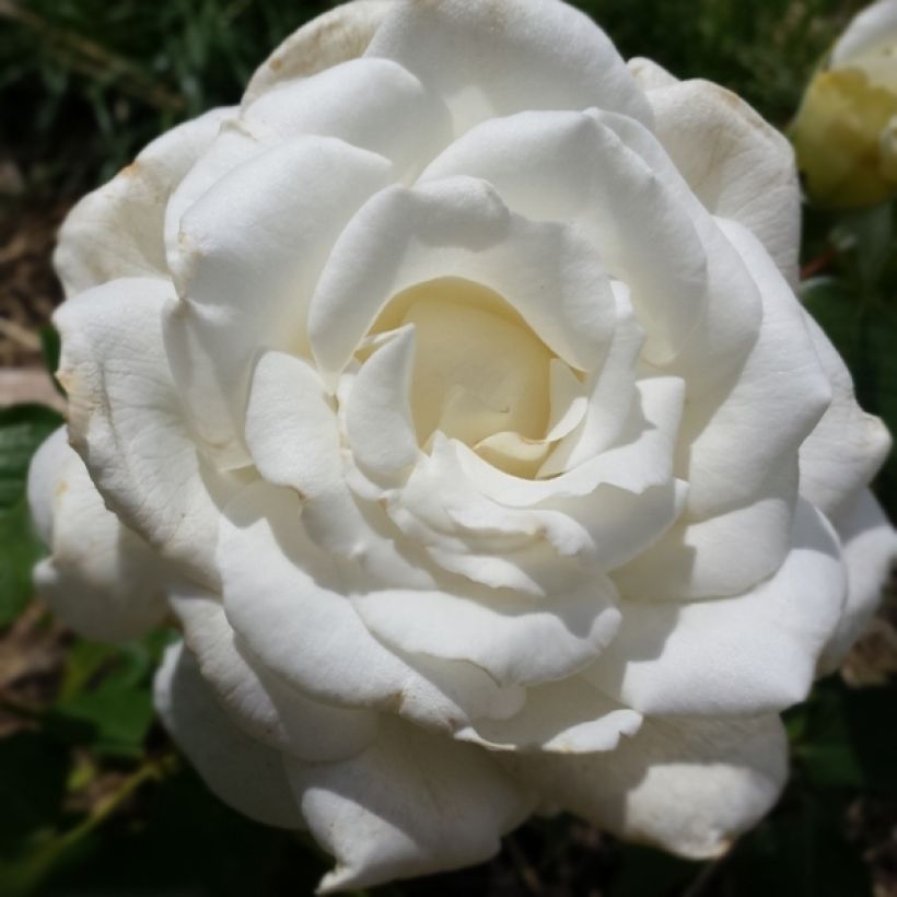 Rosa Anne de Kiev - Moderne Teehybride (Blüte)