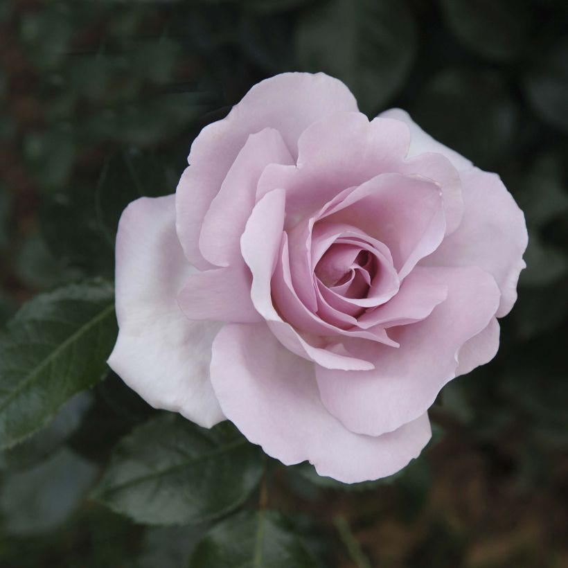 Rosa Rose Synactif by Shiseido - Edelrose (Blüte)