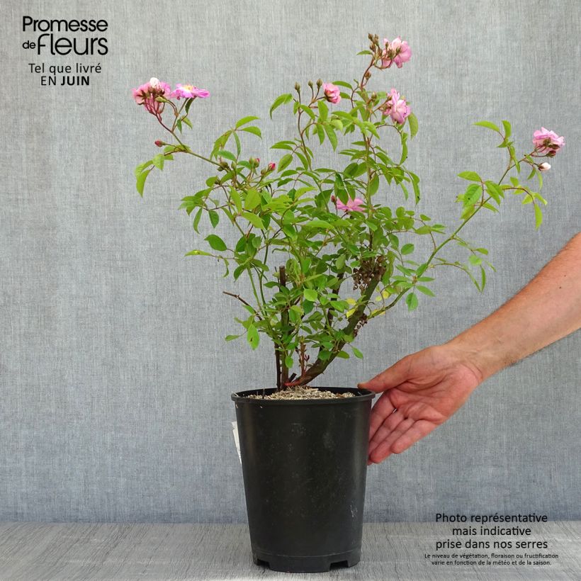 Exemplar von Rosier à grandes fleurs Velasquez Meimirtylus - pot de 4L/5L wie im Frühjahr geliefert