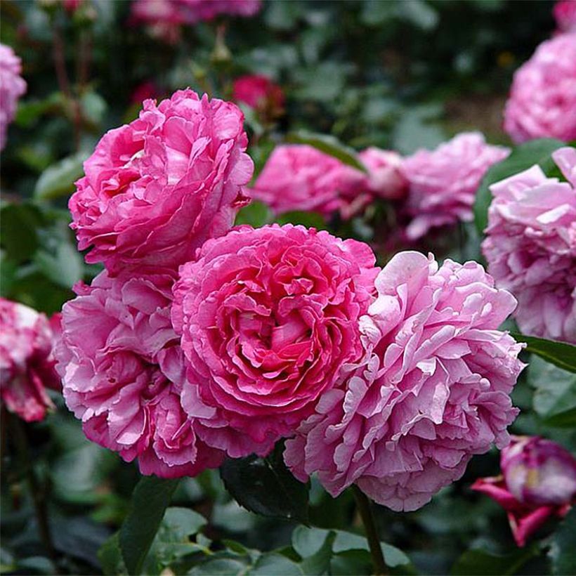 Rosa Yves Piaget - Edelrose (Blüte)