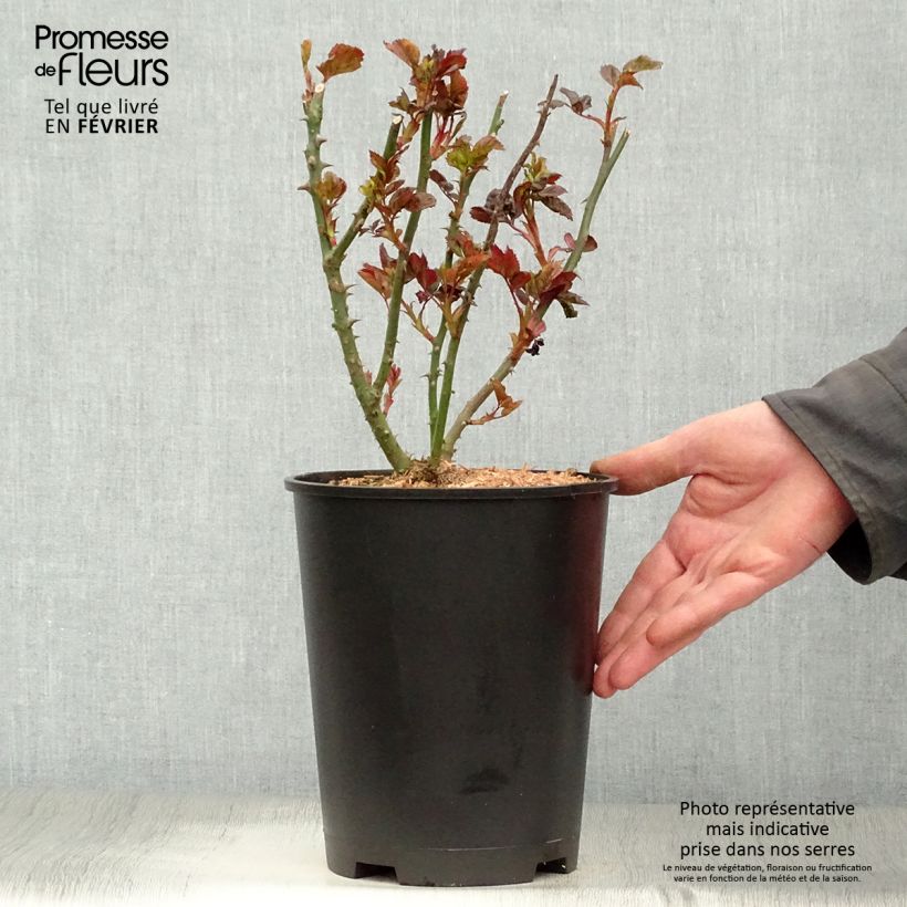 Exemplar von Rosier à massif The Times (Mariandel) Pot de 4L/5L wie im Winter geliefert