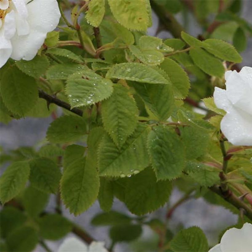 Rosa alba Suaveolens - Historische Rose (Laub)