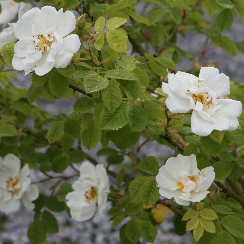 Rosa alba Suaveolens - Historische Rose (Blüte)