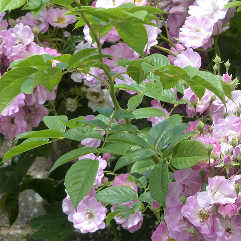 Rosa multiflora Blush Rambler - Rambler-Rose (Laub)